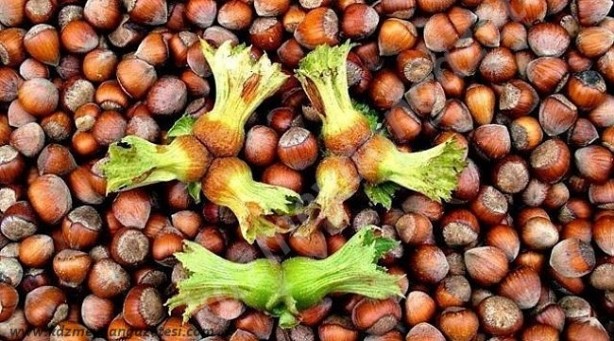 Foto - Türk fındığı dünya devini vurdu! Ne yapacaklarını şaşırdılar