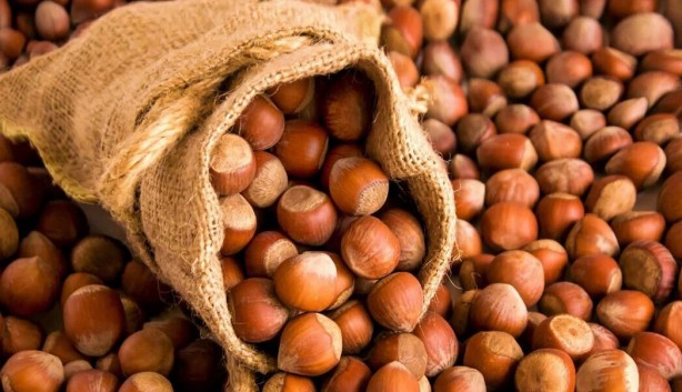 Foto - Türk fındığı dünya devini vurdu! Ne yapacaklarını şaşırdılar