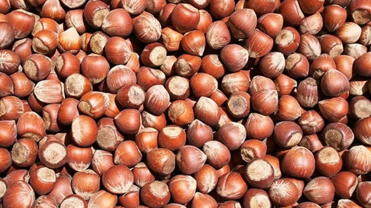 Foto - Türk fındığı ihracatta rekora koşuyor!