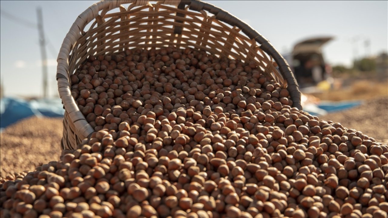 Foto - Türk fındığı ihracatta rekora koşuyor!