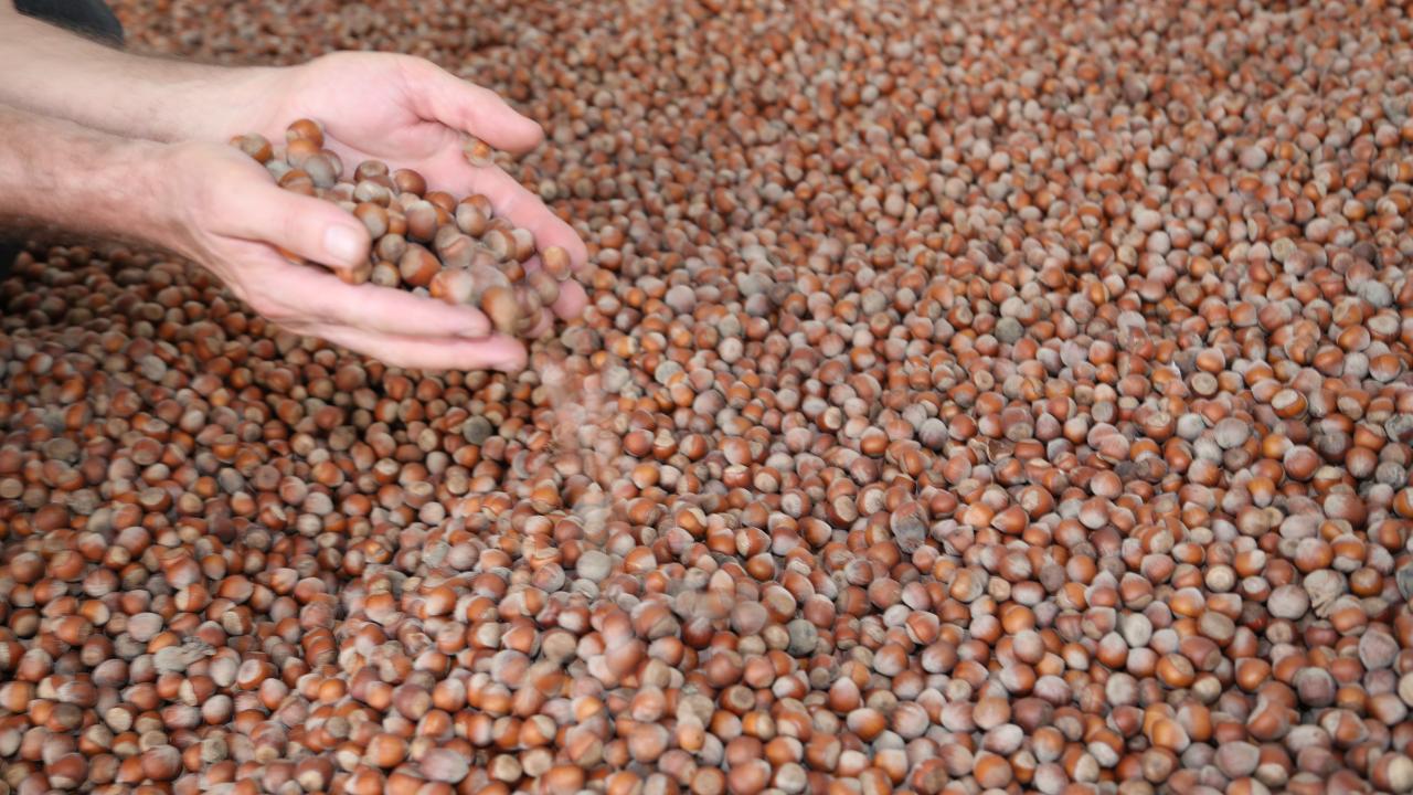 Foto - Türk fındığı ihracatta rekora koşuyor!