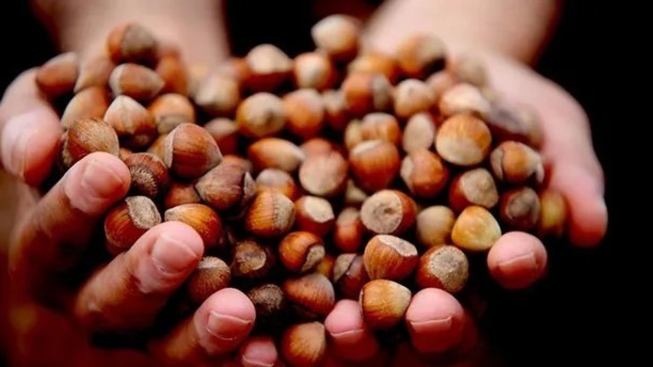 Foto - Türk fındığı ihracatta rekora koşuyor!