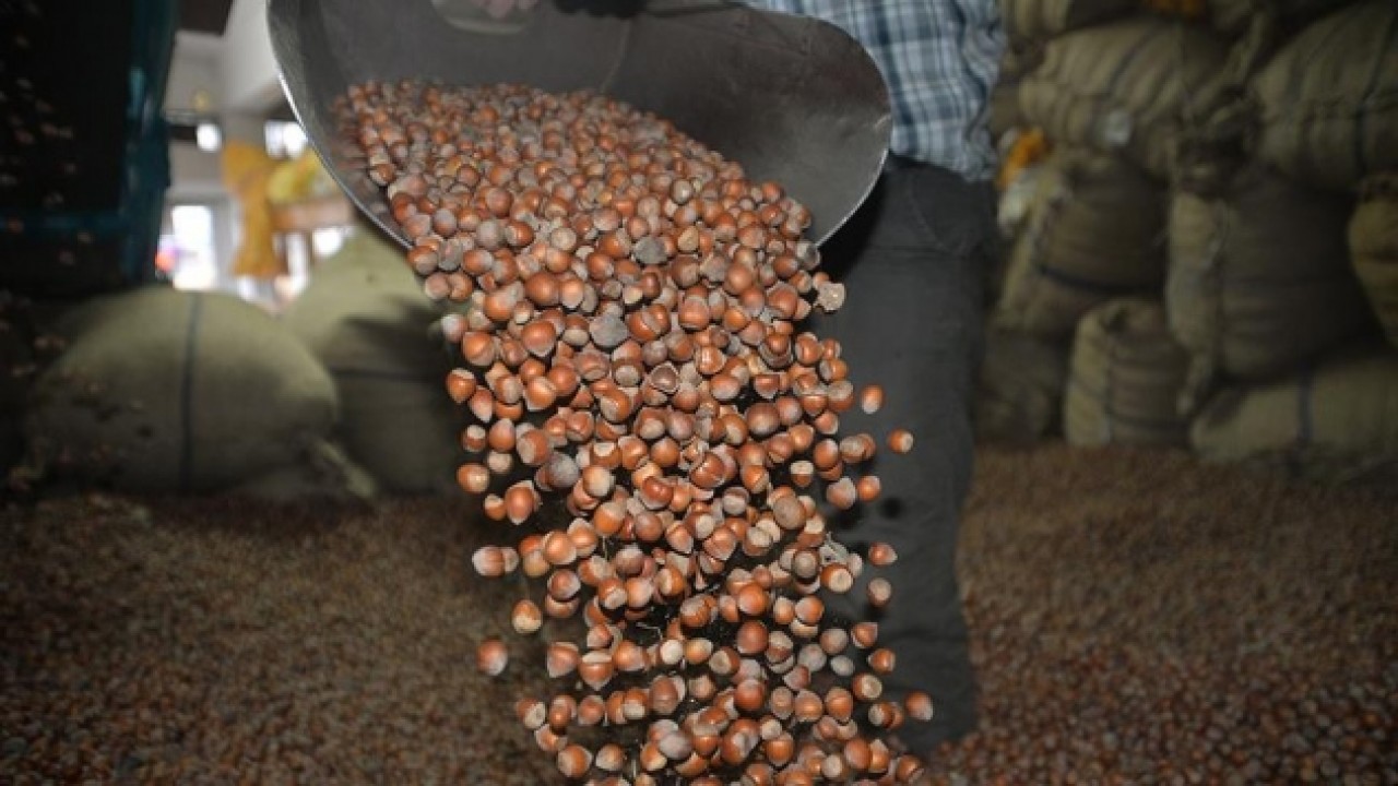 Türk fındığı ihracatta rekora koşuyor!