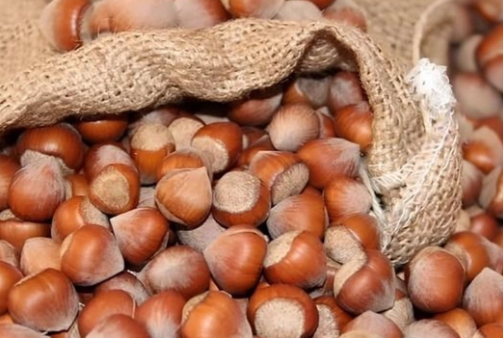 Foto - Türk fındığına rakip olmak için 1 milyon ağaç dikmişlerdi! Bakın ne oldu