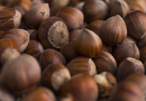 Foto - Türk fındığına rakip olmak için 1 milyon ağaç dikmişlerdi! Bakın ne oldu