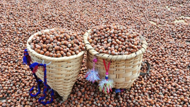 Foto - Türk fındığına rakip olmak için 1 milyon ağaç dikmişlerdi! Bakın ne oldu