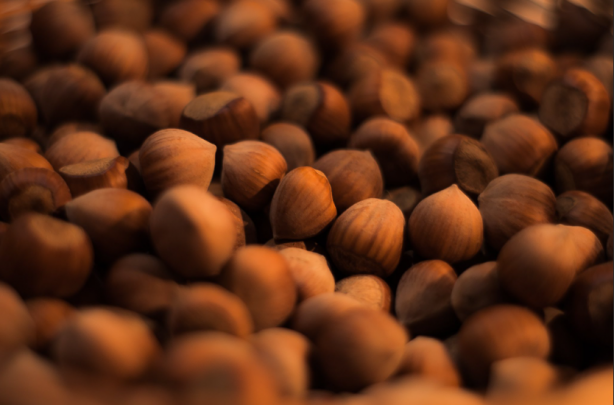 Foto - Türk fındığına rakip olmak için 1 milyon ağaç dikmişlerdi! Bakın ne oldu