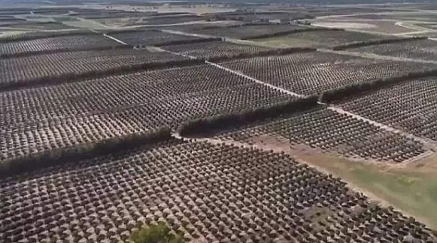 Türk fındığına rakip olmak için 1 milyon ağaç dikmişlerdi! Bakın ne oldu