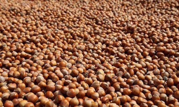 Foto - Türk fındığına rakip olmak için 1 milyon ağaç dikmişlerdi! Bakın ne oldu