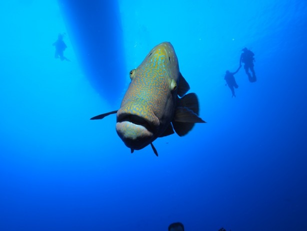 Foto - Türk fotoğrafçılar Kızıldeniz çıkarması! Muazzam kareler...