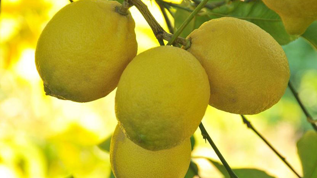 Foto - Türk limonu kararı Rusya'yı karıştırdı! Bunu hiç beklemiyorlardı