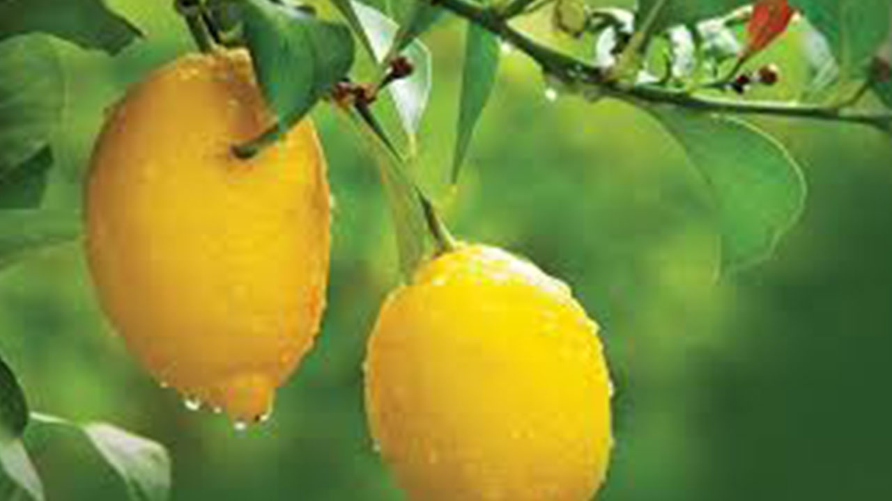 Foto - Türk limonu kararı Rusya'yı karıştırdı! Bunu hiç beklemiyorlardı