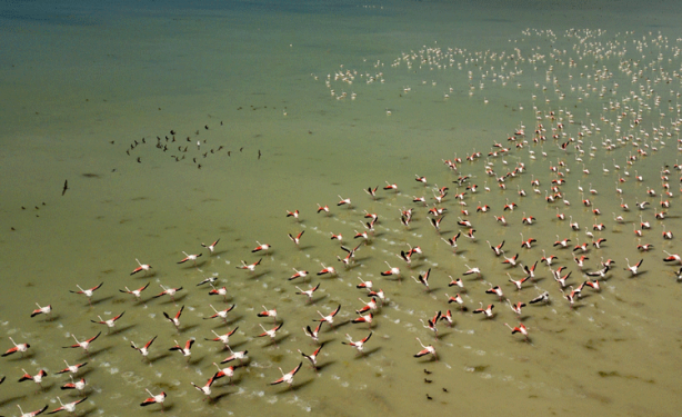 Foto - Türk SİHA'ları dünyayı hayran bıraktı! Milyonlar bu anı konuştu