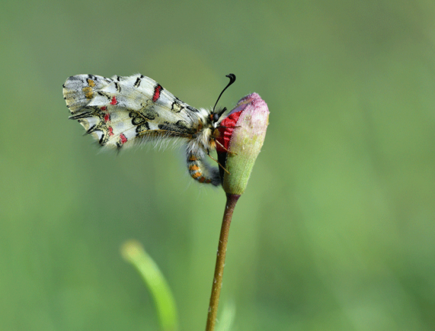 Foto - Türk SİHA'ları dünyayı hayran bıraktı! Milyonlar bu anı konuştu