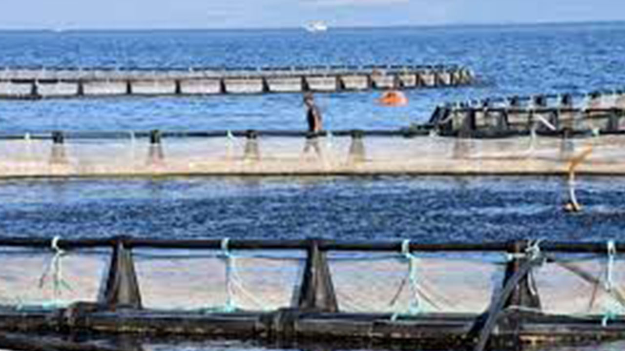 Foto - Türk sularından fışkırıyor: 25 ülke peşine düştü, çılgınlar gibi satın almaya başladılar