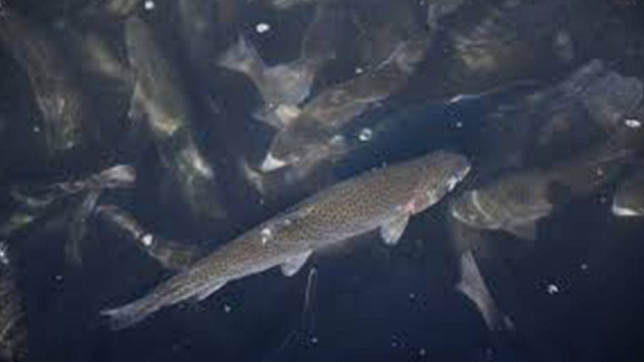 Foto - Türk sularından fışkırıyor: 25 ülke peşine düştü, çılgınlar gibi satın almaya başladılar