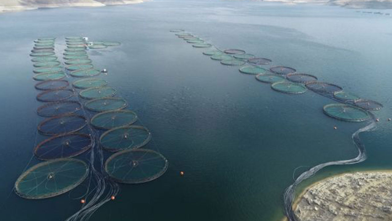 Foto - Türk sularından fışkırıyor: 25 ülke peşine düştü, çılgınlar gibi satın almaya başladılar