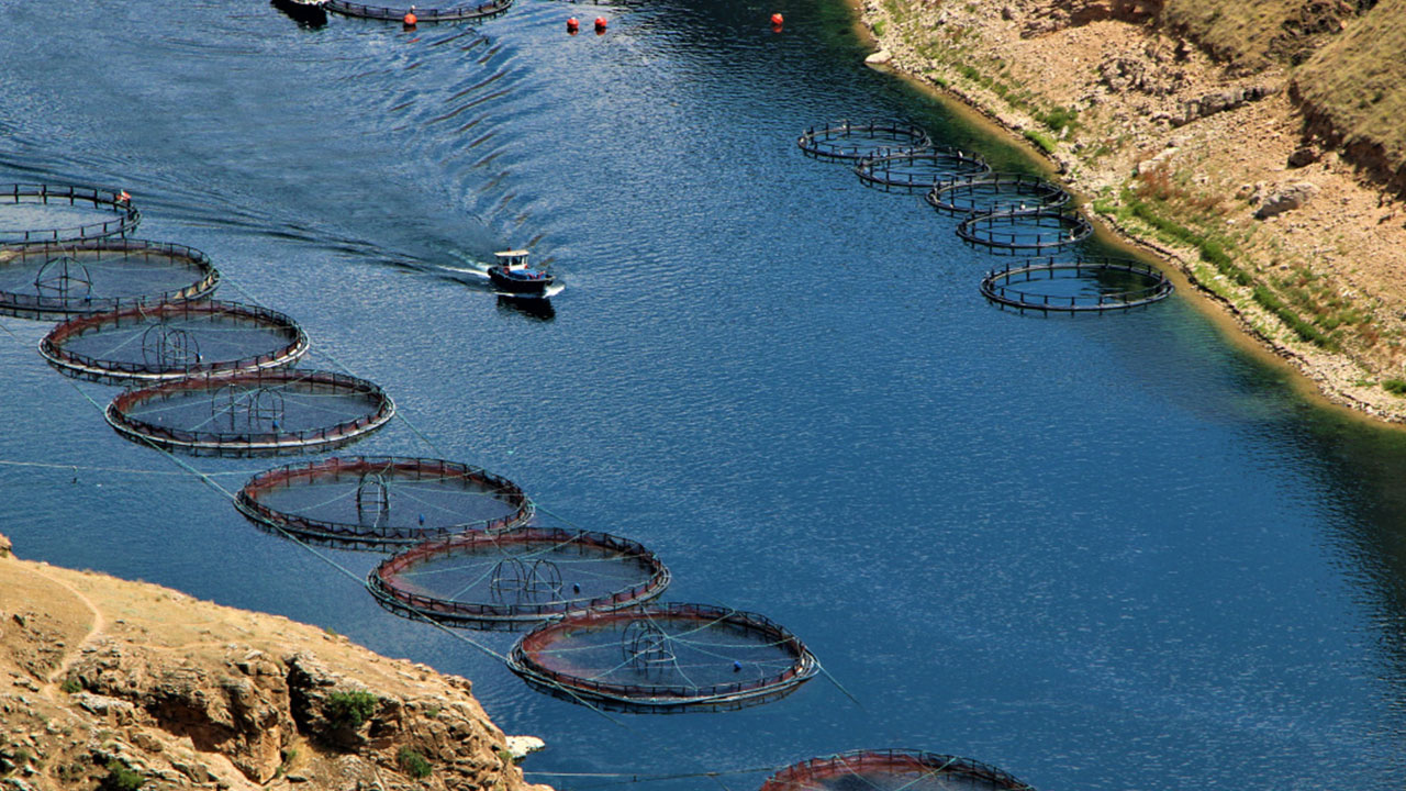 Foto - Türk sularından fışkırıyor: 25 ülke peşine düştü, çılgınlar gibi satın almaya başladılar