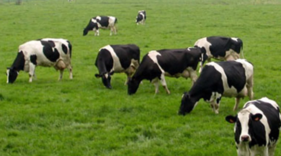 Foto - Türk tarım ve hayvancılık devinden kahreden haber! Maalesef iflas ettiler