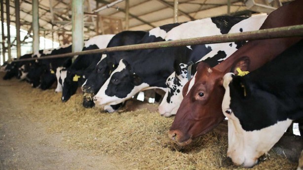 Foto - Türk tarım ve hayvancılık devinden kahreden haber! Maalesef iflas ettiler