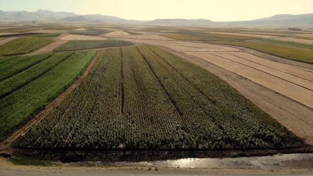 Foto - Türk tarımına operasyon mu çekiliyor? Şaşkına çeviren gelişme ortaya çıktı