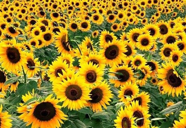 Foto - Türk tarımına operasyon mu çekiliyor? Şaşkına çeviren gelişme ortaya çıktı