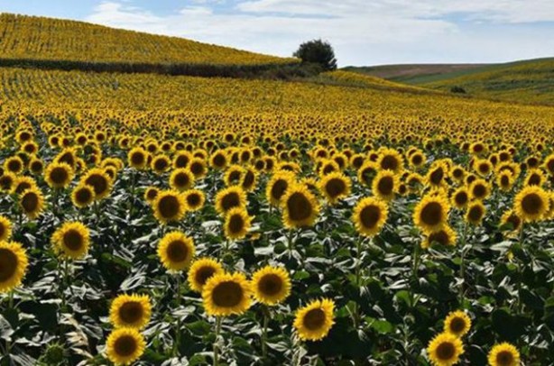 Foto - Türk tarımına operasyon mu çekiliyor? Şaşkına çeviren gelişme ortaya çıktı