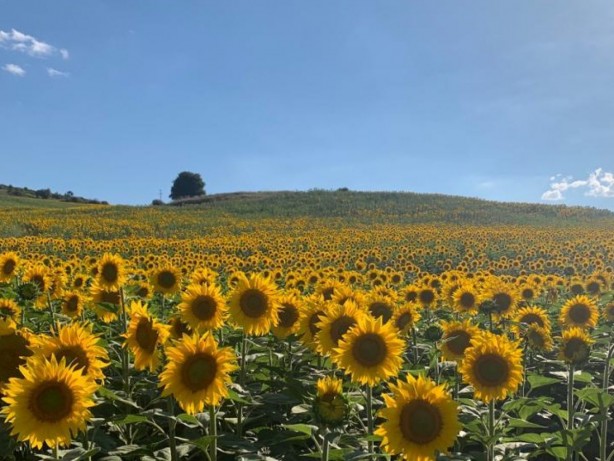 Foto - Türk tarımına operasyon mu çekiliyor? Şaşkına çeviren gelişme ortaya çıktı