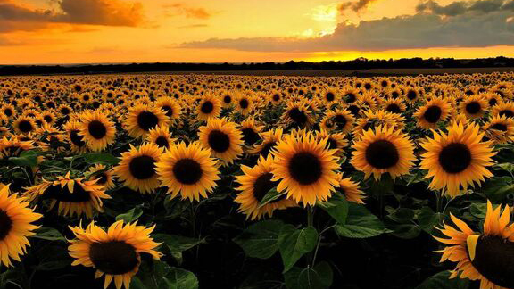 Foto - Türk tarımına operasyon mu çekiliyor? Şaşkına çeviren gelişme ortaya çıktı