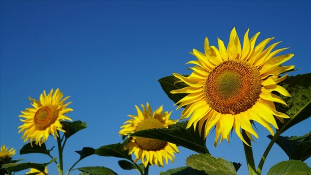 Foto - Türk tarımına operasyon mu çekiliyor? Şaşkına çeviren gelişme ortaya çıktı