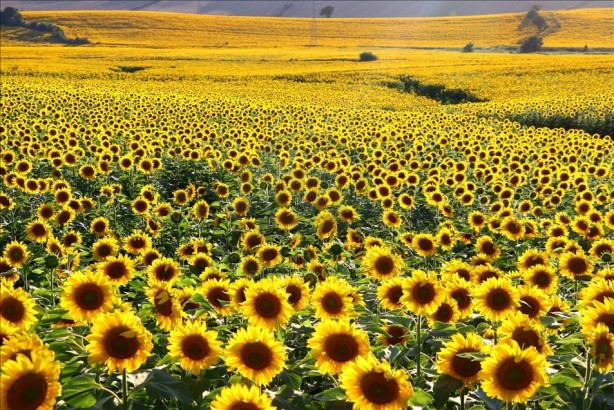 Foto - Türk tarımına operasyon mu çekiliyor? Şaşkına çeviren gelişme ortaya çıktı