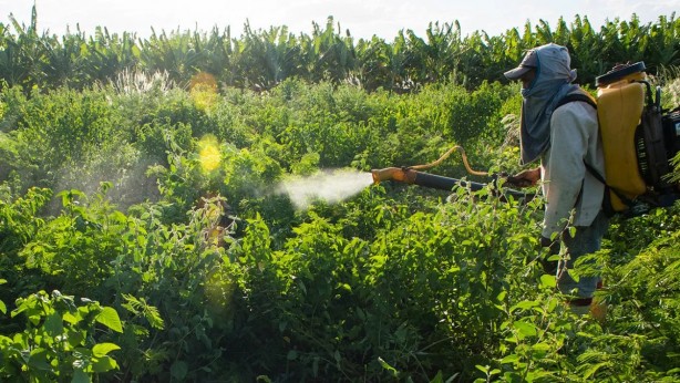 Türk tarımında büyük skandal! Sebze ve meyveler yurtdışından bir bir dönüyor...Sebebi ölümcül