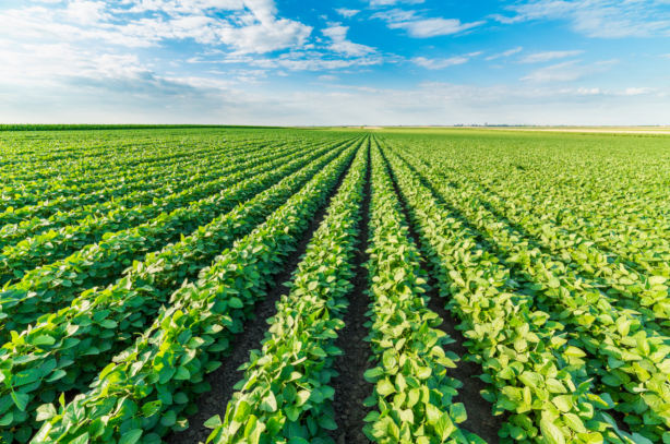 Foto - Türk tarımında büyük skandal! Sebze ve meyveler yurtdışından bir bir dönüyor...Sebebi ölümcül