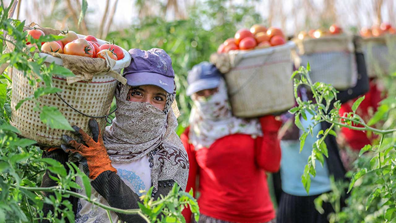 Foto - Türk tarımından kahreden haber geldi: Son gelişme maalesef öyle böyle değil çok kötü