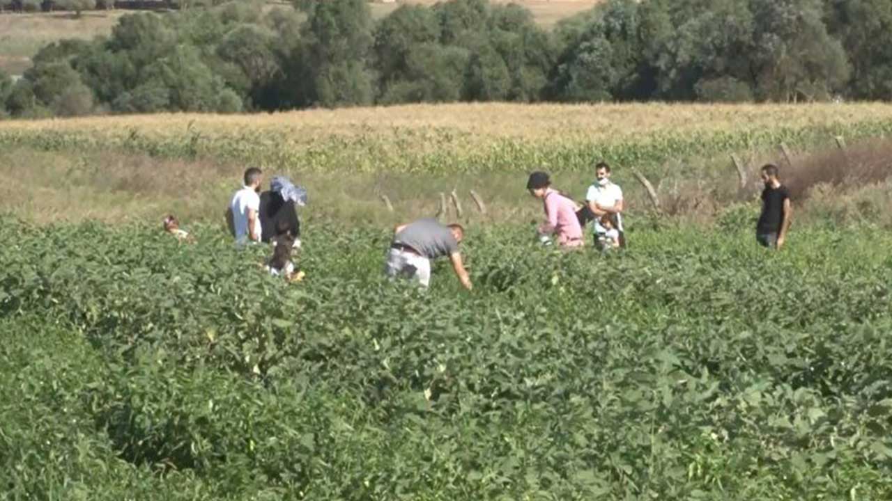 Foto - Türk tarımından kahreden haber geldi: Son gelişme maalesef öyle böyle değil çok kötü