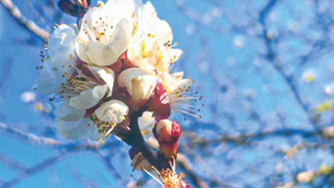 Foto - Türk tarımından kahreden haber! Olmayacak şey oldu, vatandaş tam anlamıyla yanacak