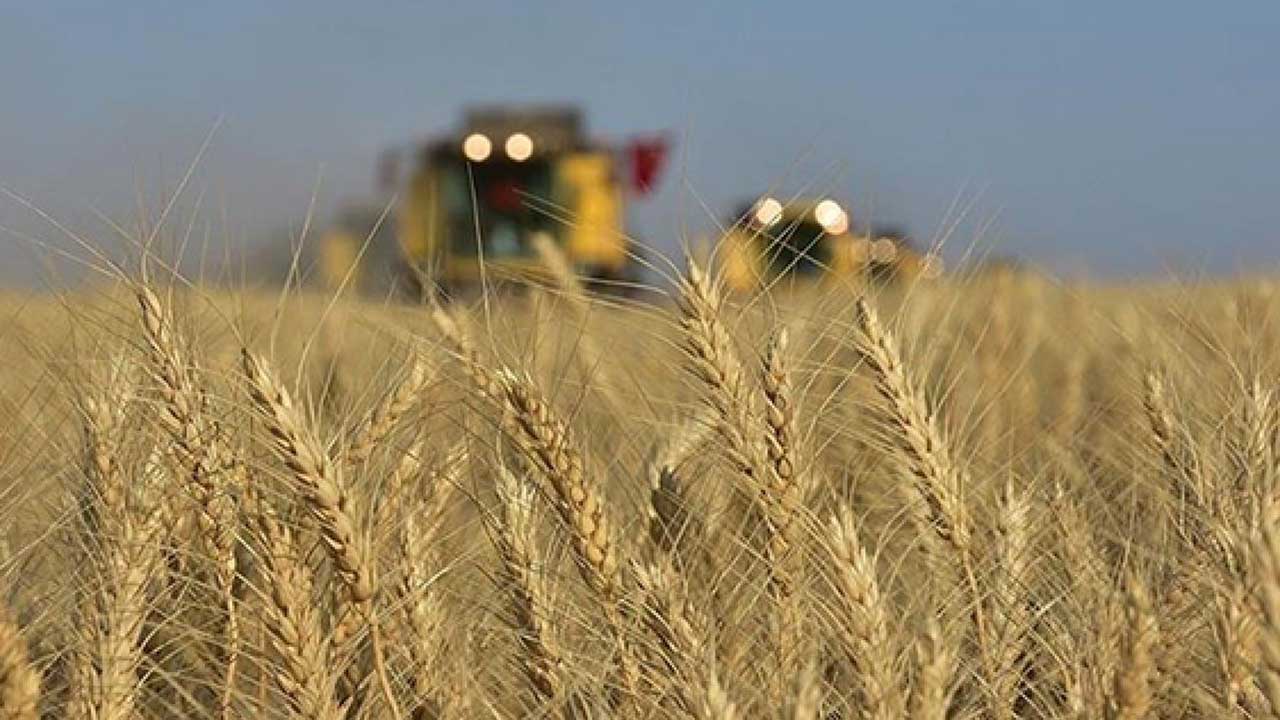Foto - Türk tarımından kahreden haber! Olmayacak şey oldu, vatandaş tam anlamıyla yanacak