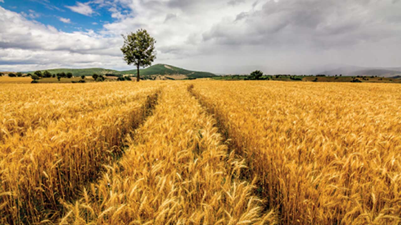 Foto - Türk tarımından kahreden haber! Olmayacak şey oldu, vatandaş tam anlamıyla yanacak