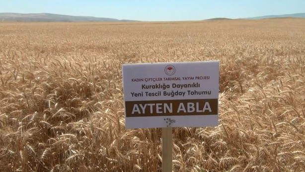 Türk tarımından müthiş haber! Bu buğday Türkiye'yi kurtaracak