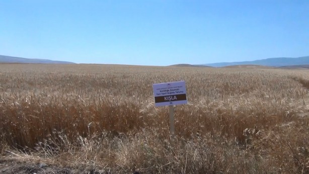 Foto - Türk tarımından müthiş haber! Bu buğday Türkiye'yi kurtaracak