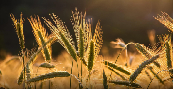 Foto - Türk tarımından müthiş haber! Bu buğday Türkiye'yi kurtaracak