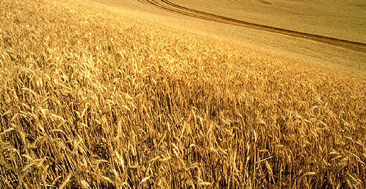 Foto - Türk tarımından müthiş haber! Bu buğday Türkiye'yi kurtaracak