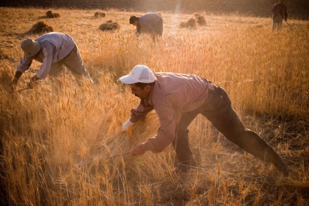 Foto - Türk tarımından müthiş haber! Bu buğday Türkiye'yi kurtaracak