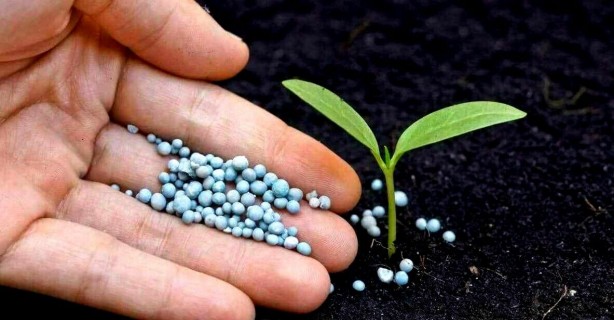 Foto - Türk tarımını kurtaracak gelişme! Bilim insanlarımız buldu, müthiş keşif müthiş