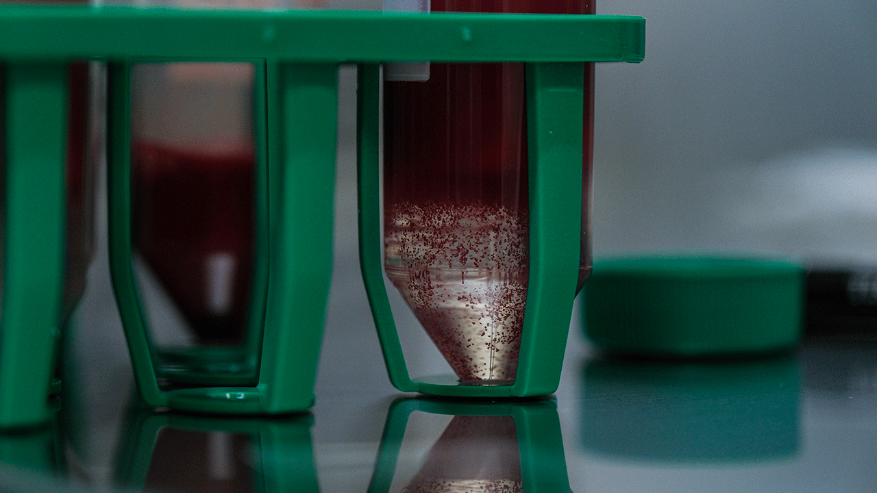 Foto - Türk ve Amerikan bilim insanları ortak aşı geliştiriyor!