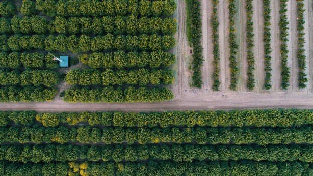 Foto - Türkiye 19 tarım ürününün üretiminde dünyada ilk 4'te!