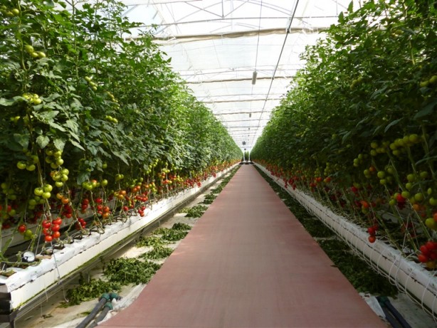 Foto - Türkiye 19 tarım ürününün üretiminde dünyada ilk 4'te!