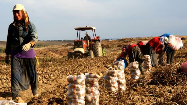 Foto - Türkiye 19 tarım ürününün üretiminde dünyada ilk 4'te!