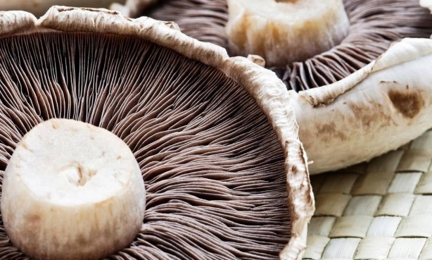 Foto - Türkiye 3 coğrafyada ev sahipliği yapıyor! Yeni tür keşfedildi