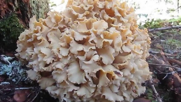 Foto - Türkiye 3 coğrafyada ev sahipliği yapıyor! Yeni tür keşfedildi